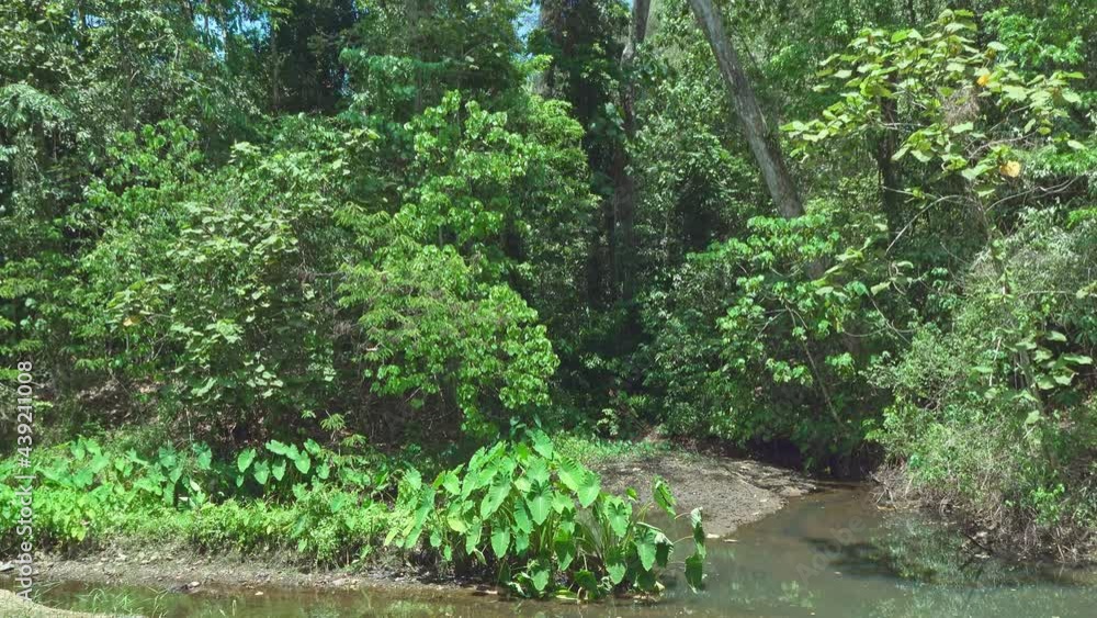 Jungle B-Roll - Peaceful Pond Jungle B-Roll - Peaceful Pond