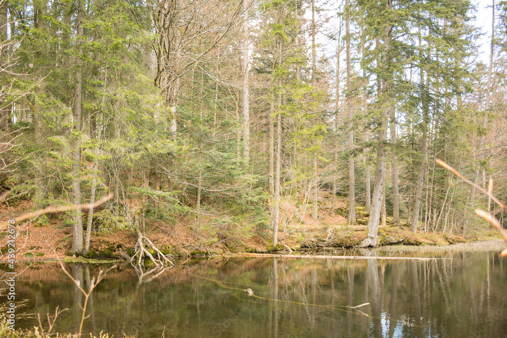 small pond in the woods small pond in the woods