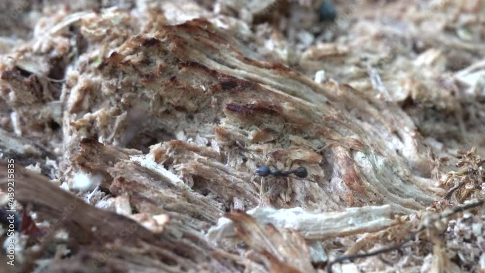Ants carrying things into their ant hole on a rotten log. Ants carrying things into their ant hole on a rotten log.