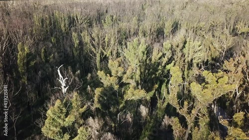 Rising and panning down drone view of canopies of recovering eucalypt trees in the sunlight, one year after being burnt by wildfire near Mallacoota, Victoria, Australia, photo