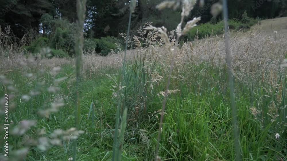 Slow Motion grass grown 180FPS Slow Motion grass grown 180FPS