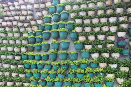 Vertical farm little plant pattern in pot cultivation. vertical garden in Indonesia.