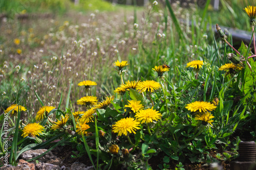 Yellow blooming flower of dandelion closeup next to the railway