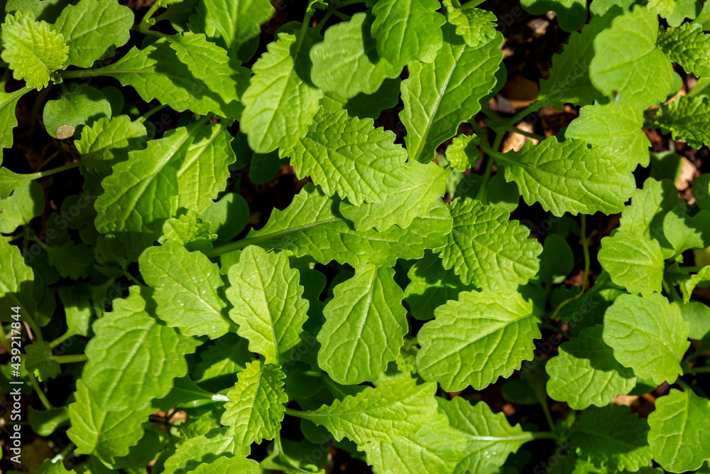 Fresh green organic Chinese leaves plants. Fresh green organic Chinese leaves plants.