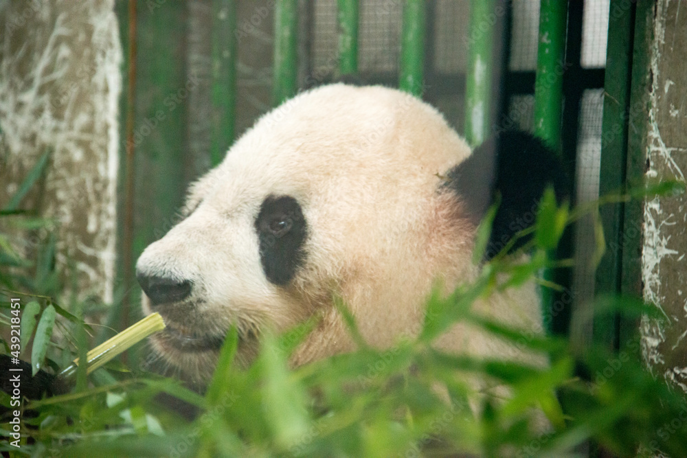 Panda Bear