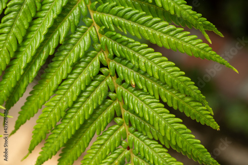 Exotic Fern leaf  close up photo