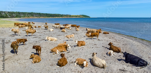 Cows on a beach