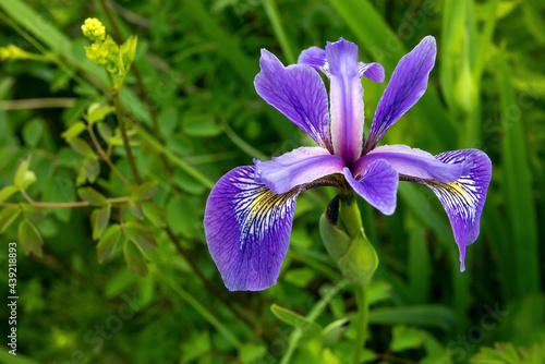 Closeup of wild blue flag iris (Iris versicolor) photo