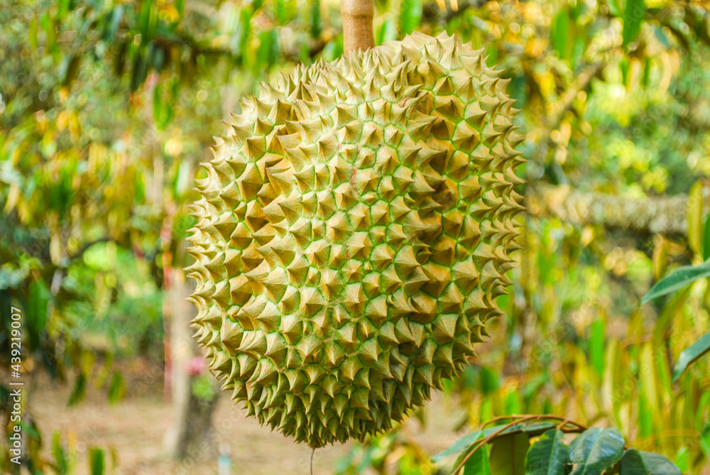 Monthong Durian Monthong Durian