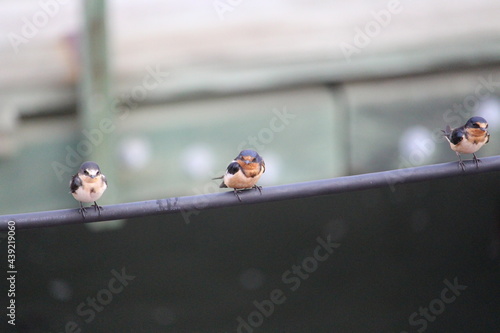 Barn Swallows