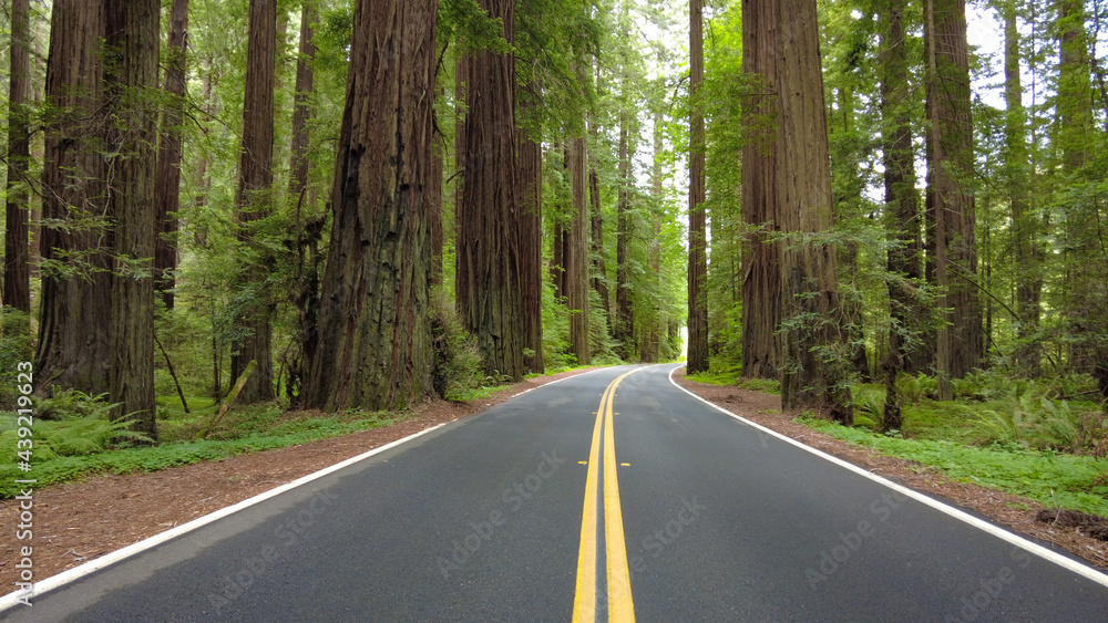 Obraz premium The scenic Avenue of Giants runs through Humboldt Redwoods State Park, Northern California. There are over 100 coastal Redwood trees in this park that grow over 350 feet tall.
