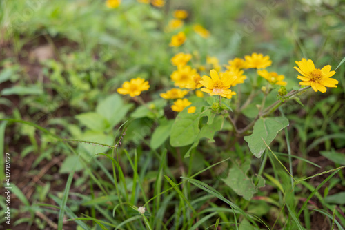 yellow flowers on grass