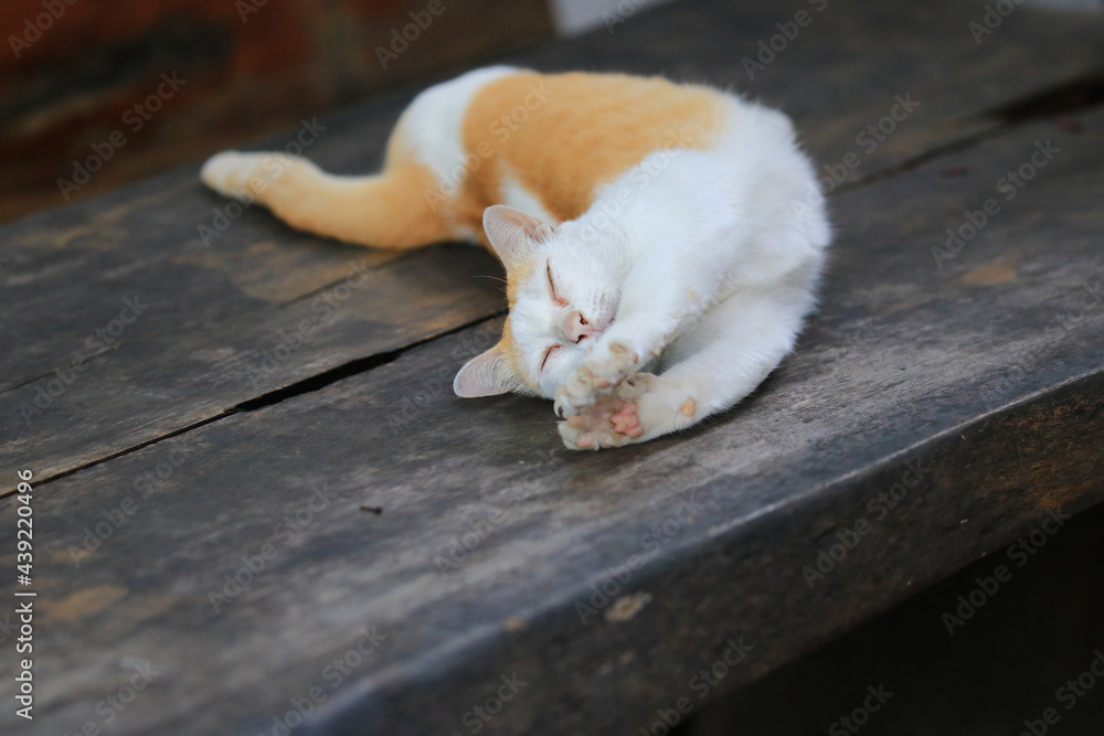Fototapeta premium Yellow cat relaxing on a wooden table, Keeping cats in the house can help relieve stress.