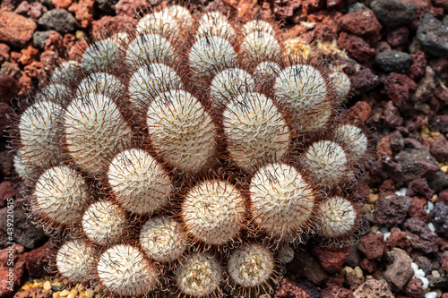 Groupe of round white cactus with spine