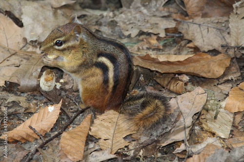 Chipmunk eating nut