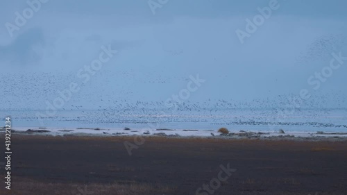 Bird Murmuration Seen Over Ameland. Tracking Shot, big group shaping birds