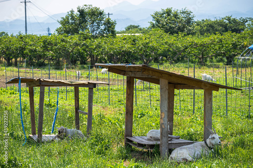 山羊がいる農村の風景