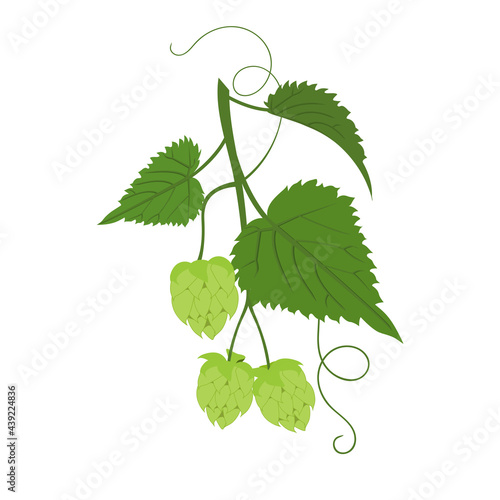 Botanical illustration of common hops on white isolated background.