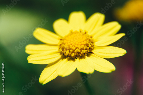 Yellow Flower. Close Up. Wildflowers