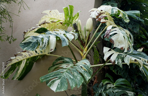 A fully grown and large variegated Monstera Deliciosa Albo plant photo