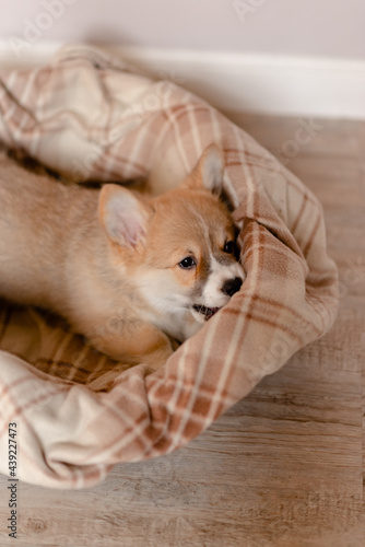 Pembroke Welsh Cute little sleepy Corgi puppy is lying on the couch. Top horizontal view copyspace pet taking care and adoption concept. Beautiful fluffy and furry puppy.