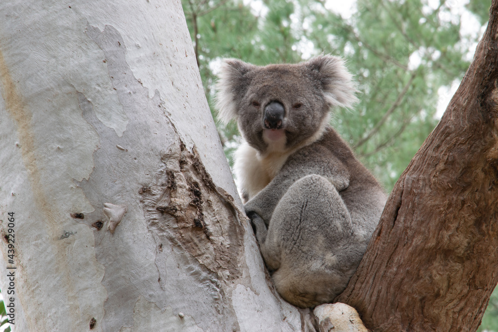 Fototapeta premium Koala in tree