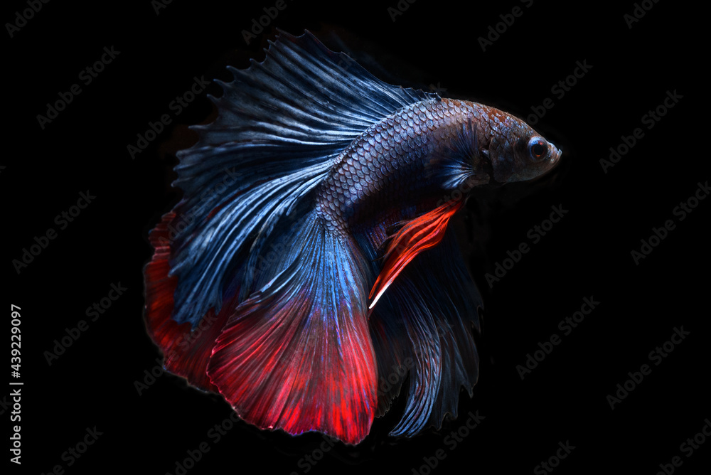 Halfmoon betta fish, Siamese fighting fish in movement isolated on black background. Halfmoon betta fish, Siamese fighting fish in movement isolated on black background.