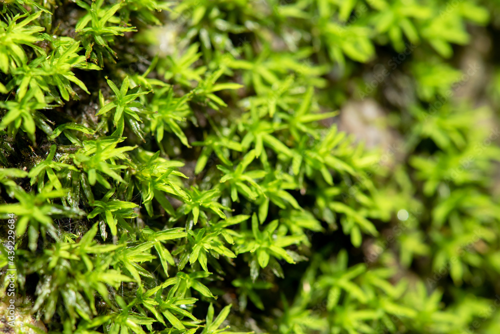close up of green moss in nature background. close up of green moss in nature background.