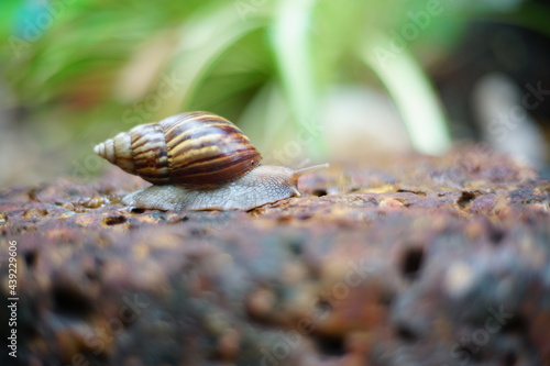 Snail life on the brick crawling find some food and blur green leaf background in the garden