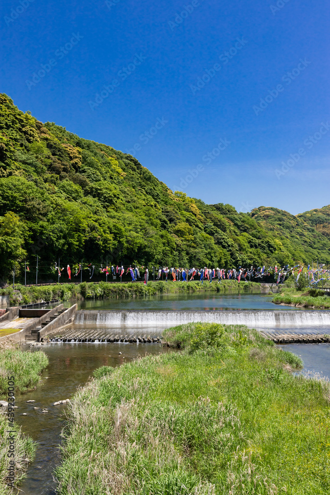 Obraz premium 紫川の鯉のぼり 北九州市小倉南区