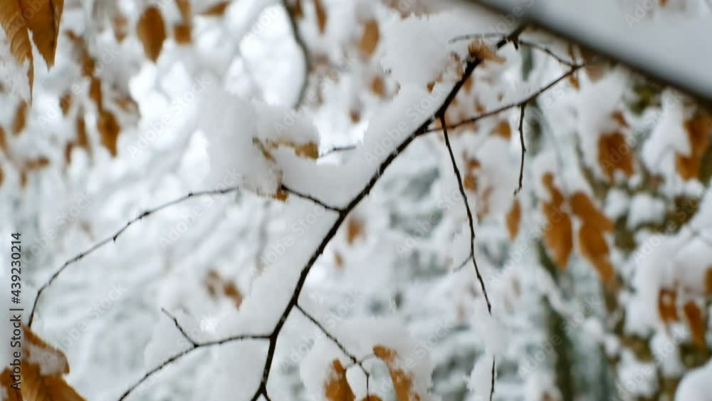 Winter.Snowfall in the winter forest. Branches and leaves in the snow.Slowly falling snow Winter.Snowfall in the winter forest. Branches and leaves in the snow.Slowly falling snow
