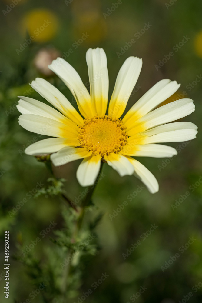 Chamomile grows in a meadow among other flowers Chamomile grows in a meadow among other flowers