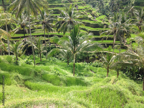 Rice field Terrace Ubud Bali Indonesia