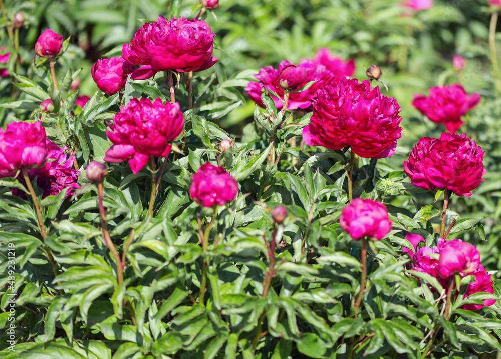 Herbaceous peonies kobzar. The bush is upright. The flower is densely rose-shaped. The color is dark pink. Herbaceous peonies kobzar. The bush is upright. The flower is densely rose-shaped. The color is dark pink.