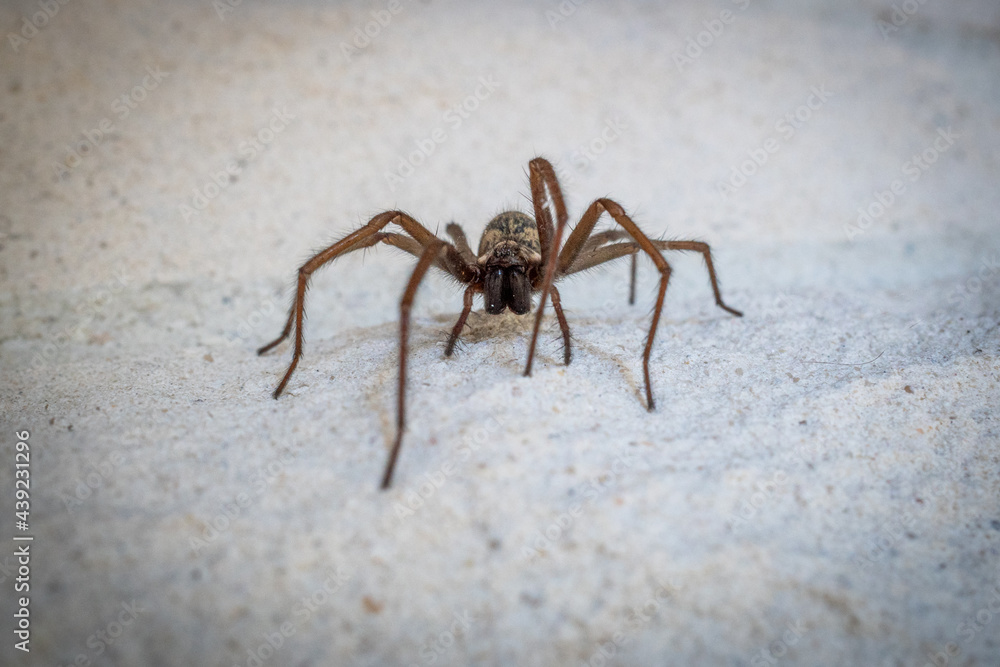one big angle spider crawls along a white house wall one big angle spider crawls along a white house wall