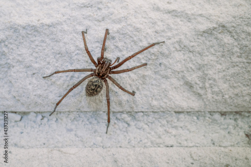 one big angle spider crawls along a white house wall