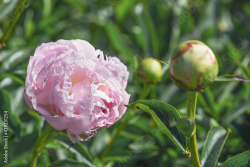 Beautiful pink terry peony Alertie.