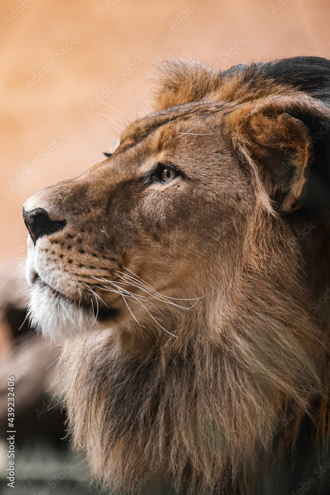 Obraz premium majestic lion 2