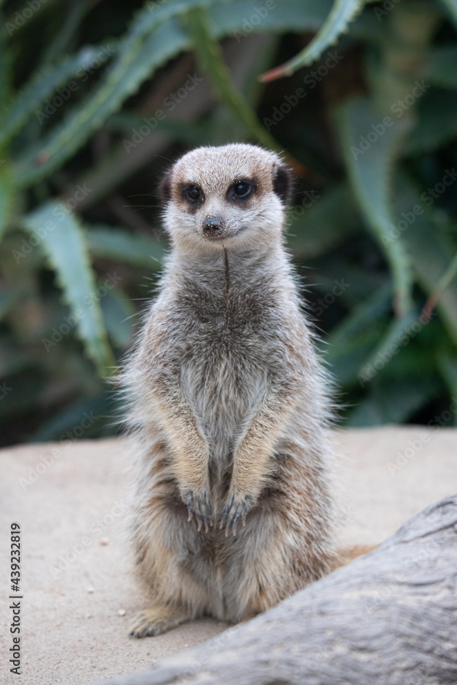 Fototapeta premium meerkat sitting