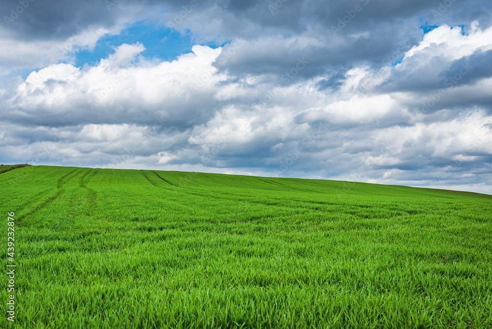 Green field and blue sky white cloud nature background.Farmland. Nice field against blue sky with white clouds.