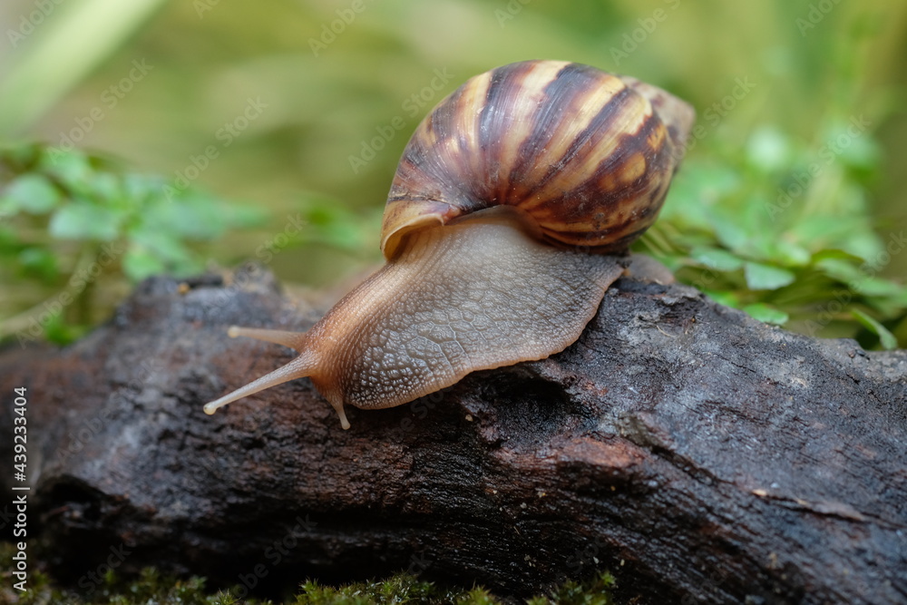Snail animal life crawling on the wood with grass eat some food and green background. Snail animal life crawling on the wood with grass eat some food and green background.
