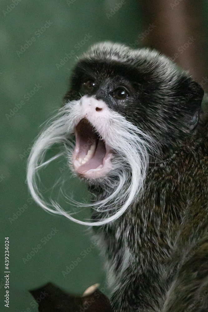 Obraz premium tamarin surprised