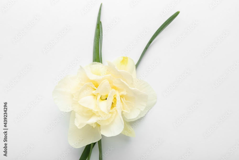 Beautiful narcissus flower on white background, closeup Beautiful narcissus flower on white background, closeup