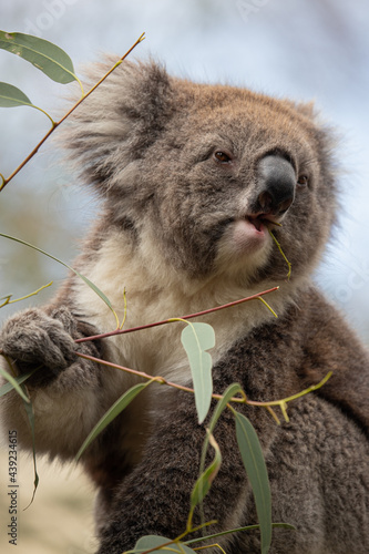 Photography koala eating gumleaves
