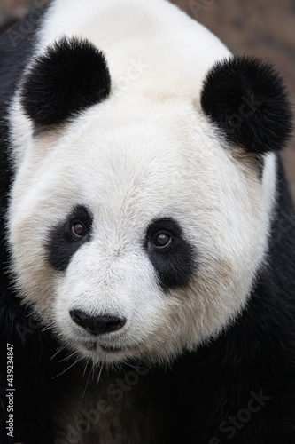 panda head