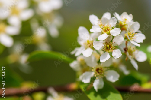 A white cherry blooms on a branch with green leaves. Background image. Selective focus.