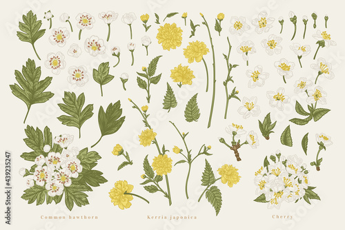 Set with plant elements of cherry, kerria, hawthorn. Spring blossoming tree branches. Vector botanical illustration. Colorful.