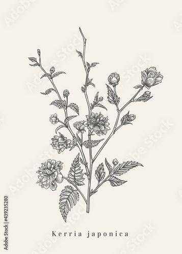 Kerria japonica. Vector botanical illustration.