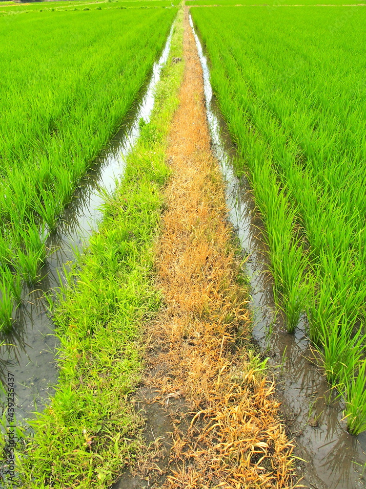 梅雨入り前の畦道と青田風景 梅雨入り前の畦道と青田風景