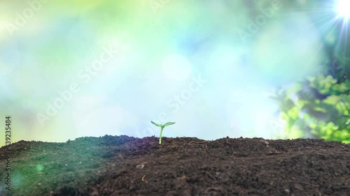 The seeds of plant seedlings germinate and grow, breaking the soil and drilling out of the ground